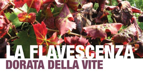 Trattamenti contro la flavescenza dorata . Trattamenti e misure obbligatorie in Piemonte